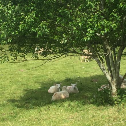 Sheep just outside the front door